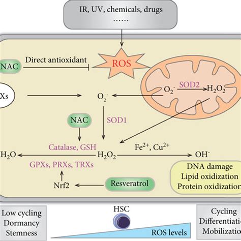 Sources Of Ros And Regulation Cellular Redox Homeostasis In