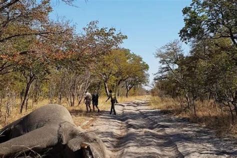 Cientos De Elefantes Murieron En África Y Cerca De Saber Por Qué