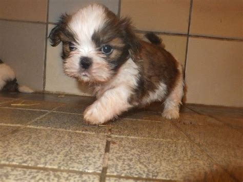 Chiots Shih Tzu Lof R Server Petite Annonce Chien