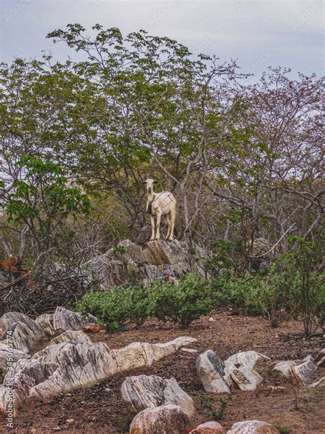 Imagem De Uma Regi O Rural No Sert O Do Cariri Conta A Caatinga