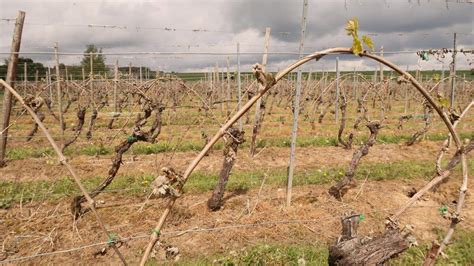 April Cold Snap Causes Important Losses For Vineyards Luxembourg Times