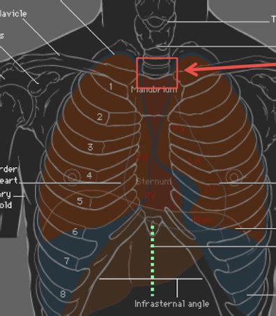 Anatomy Of The Thorax Flashcards Quizlet