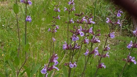 Salvia Lavandulifolia Officinalis Youtube