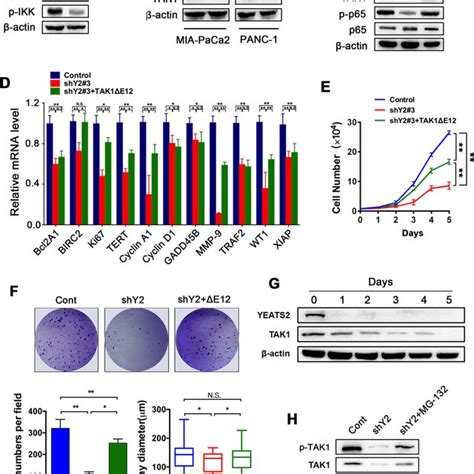 YEATS2 regulates NF κB activation through TAK1 A Depletion of TAK1 by