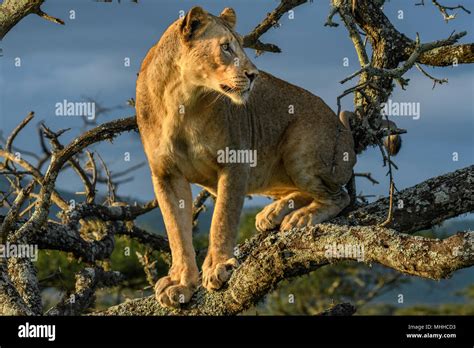 Lioness Panthera Leo Tree Climbers Of Southern Africa Stock Photo Alamy