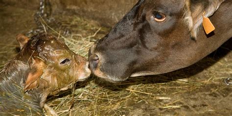 Nutrición de la vaca recién parida BM Editores