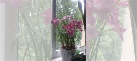 Комнатные цветы купить в Саратове | Товары для дома и дачи | Авито