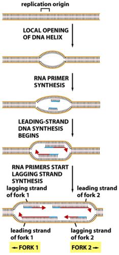 DNA Replication Mutation And Repair Flashcards Quizlet