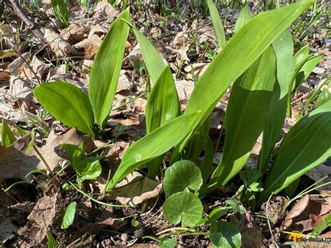 Leurda Allium Ursinum