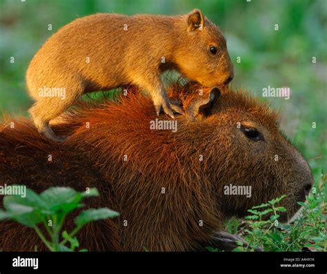 Capybara with young on his head Stock Photo - Alamy