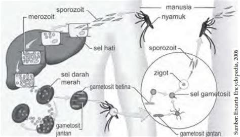 Plasmodium Siklus Hidup Plasmodium Gambar Jenis Plasmodium Daur Hidup Plasmodium