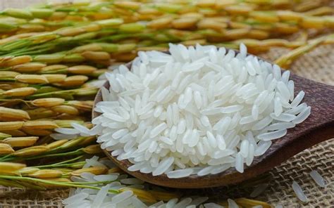 Long Grain Jasmine Rice Kg Vietnam Export Wholesale Rice Price