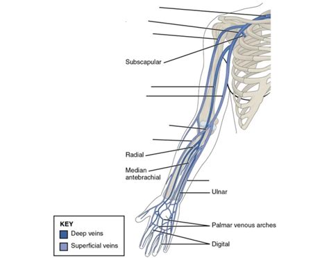 Veins of the hand Quiz