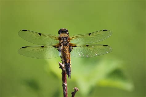 Kostenlose foto Libelle Libellen und damseflies Net geflügelte