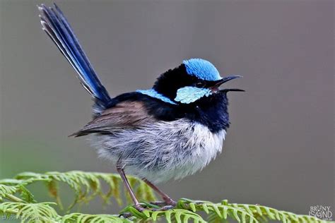 Bruny Island Tasmania Birdlife - Superb Fairy-wren