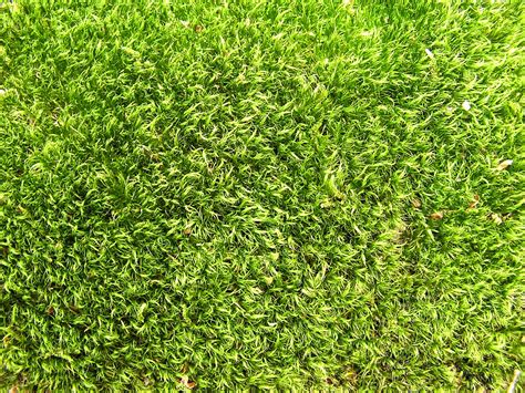 Grass texture Free Photo Download | FreeImages