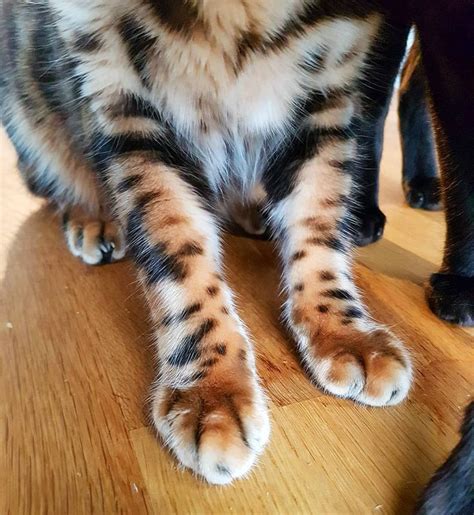 Stunning Bengal Paws 😸🐾 Pawsneedclaws Cat Paws Paw Cat Whisperer