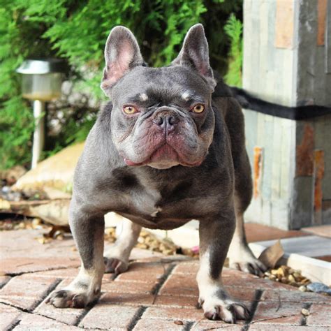 Savvy Lilac And Tan French Bulldog Stud Lilac Puppies Silver Blood