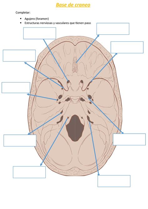 Agujeros Base De Craneo Anatom A Base De Craneo Completar Agujero