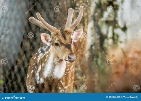 Animal: Chital Cheetal, Spotted Deer, Axis Deer is a Species of Deer ...