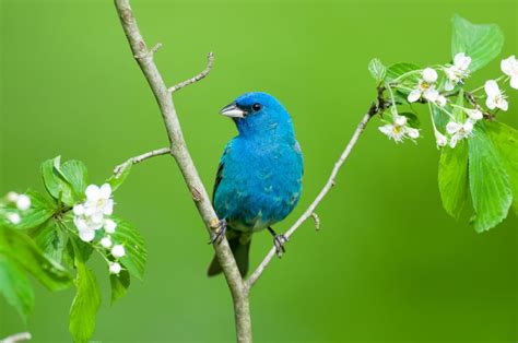 Indigo Bunting Identification Habitat And Lifespan