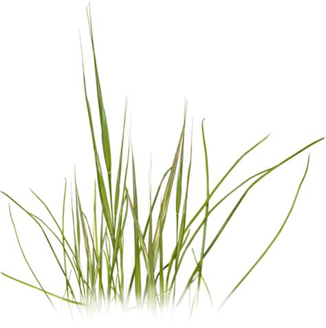 Grass Photoshop, Photoshop Texture, Photoshop Design, - Beach Grass ...