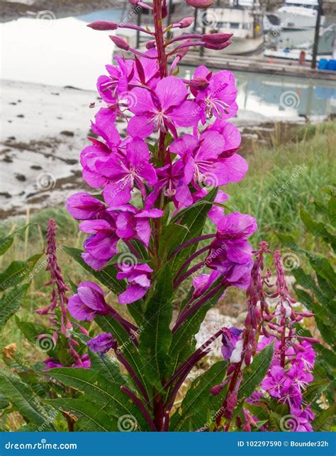 Pretty Pink Fireweed in Alaska Stock Photo - Image of alaska, beautiful