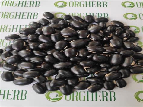 Natural Kaunch Seeds Black Mucuna Pruriens Kaunch Seeds Velvet