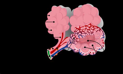 Parenquima Pulmonar O Que E - O que é a parenquima pulmonar? - brainly.com.br
