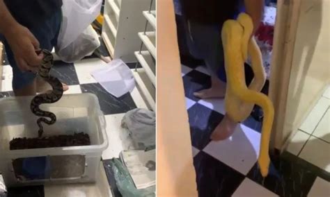 PF Prende Homem Que Mantinha 60 Cobras E Outros Animais Silvestres Em