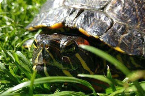 Do Red Eared Sliders Hibernate Brumation For Survival