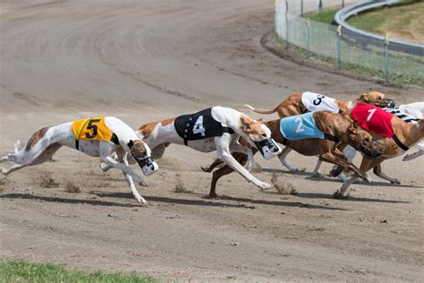 10+ Greyhound Colors: All About This Dog's Coat