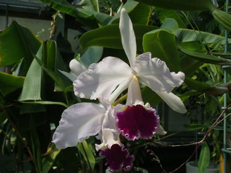 Cattleya Labiata Lindley