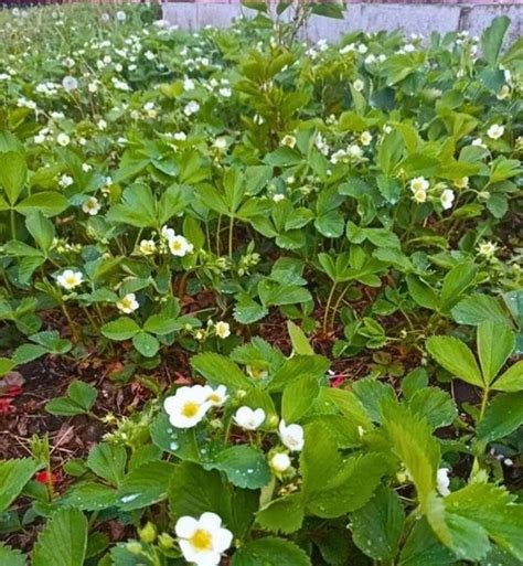 МОЯ ПОДКОРМКА КЛУБНИКИ ВЕСНОЙ ДЛЯ КРУПНЫХ ЯГОД! Перед тем, как ...