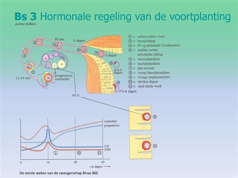 Ppt Hormonale Regeling Van De Voortplanting Powerpoint Presentation