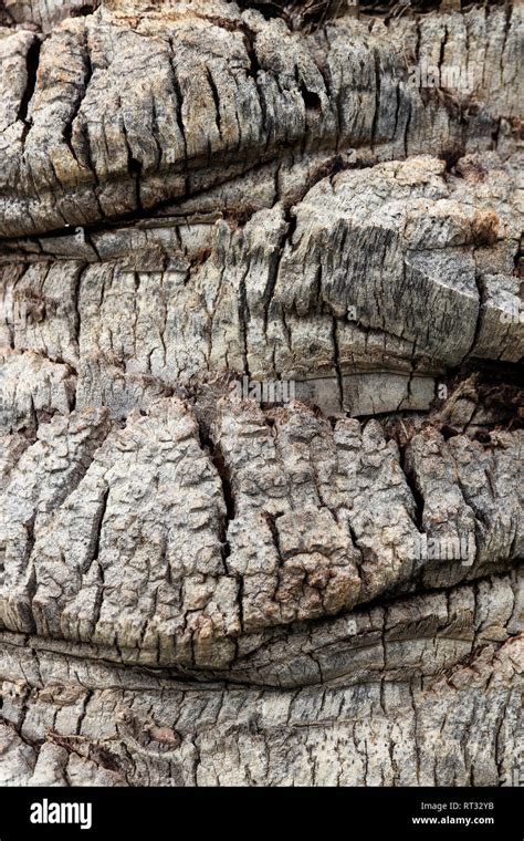 Closeup Palm Tree Bark Hi Res Stock Photography And Images Alamy