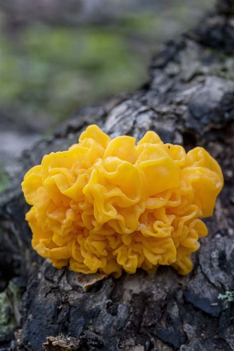 Tremella Mesenterica TRE4314 Alison Pouliot Photography