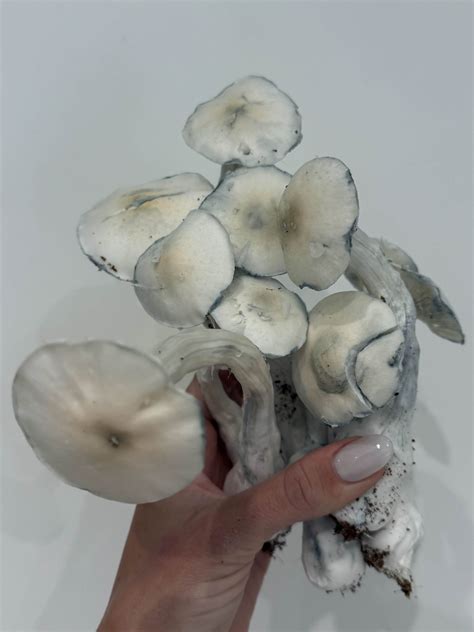 Albino Jedi Mind Fuck Spore Syringe 10ml Mycoworld UK