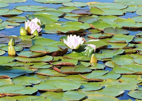 Nénuphar Étang Fleur Plante Photo Gratuite Sur Pixabay Pixabay