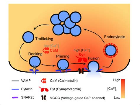 A Model Of Functions Of Ca Sensor Cam Vs Syt In Exocytosis The