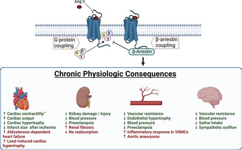 Insights Into The Role Of Angiotensin Ii At1 Receptor Dependent β