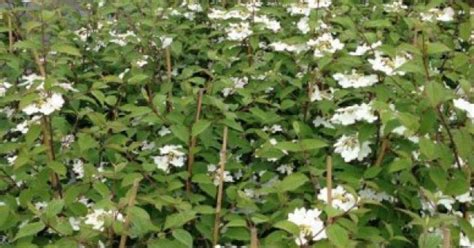 Viburnum Plicatum Kilimandjaro Sunrise Japanse Sneeuwbal