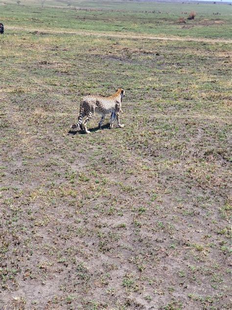 3 Days Masai Mara Budget Safari In Nairobi Kenya