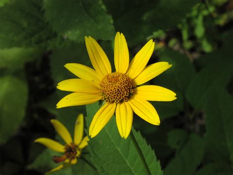 Wildflower Pale Leaved Sunflower Helianthus Strumosus Allegheny