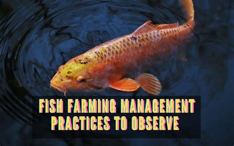 Fish Farming Management Practices to Observe | WorldWide Aquaculture