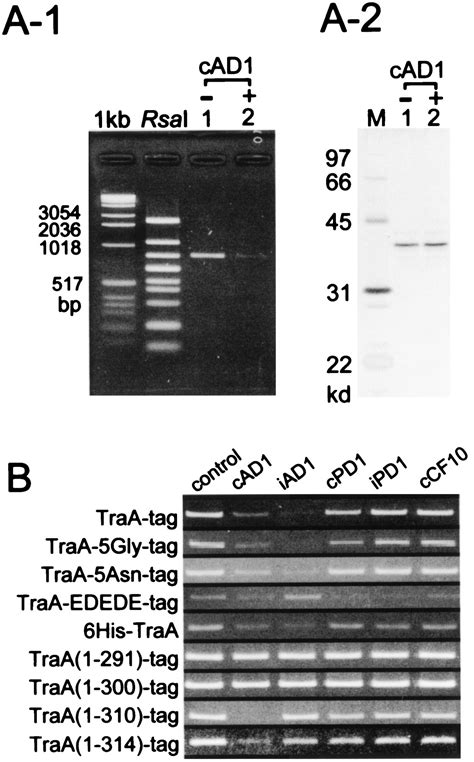 Regulation Of The PAD Sex Pheromone Response Of Enterococcus Faecalis