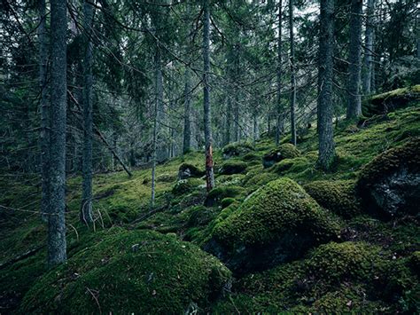 Greenwood on Behance