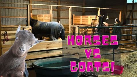 Horses Vs Goats What One Is Better Youtube