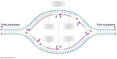 Biology Chapter 16 Dna Replication Diagram Quizlet