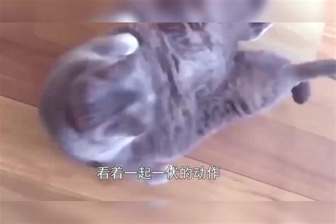 猫咪嫌弃自己太胖，疯狂地做仰卧起坐，猫咪：燃烧我的卡路里！ 猫咪 燃烧